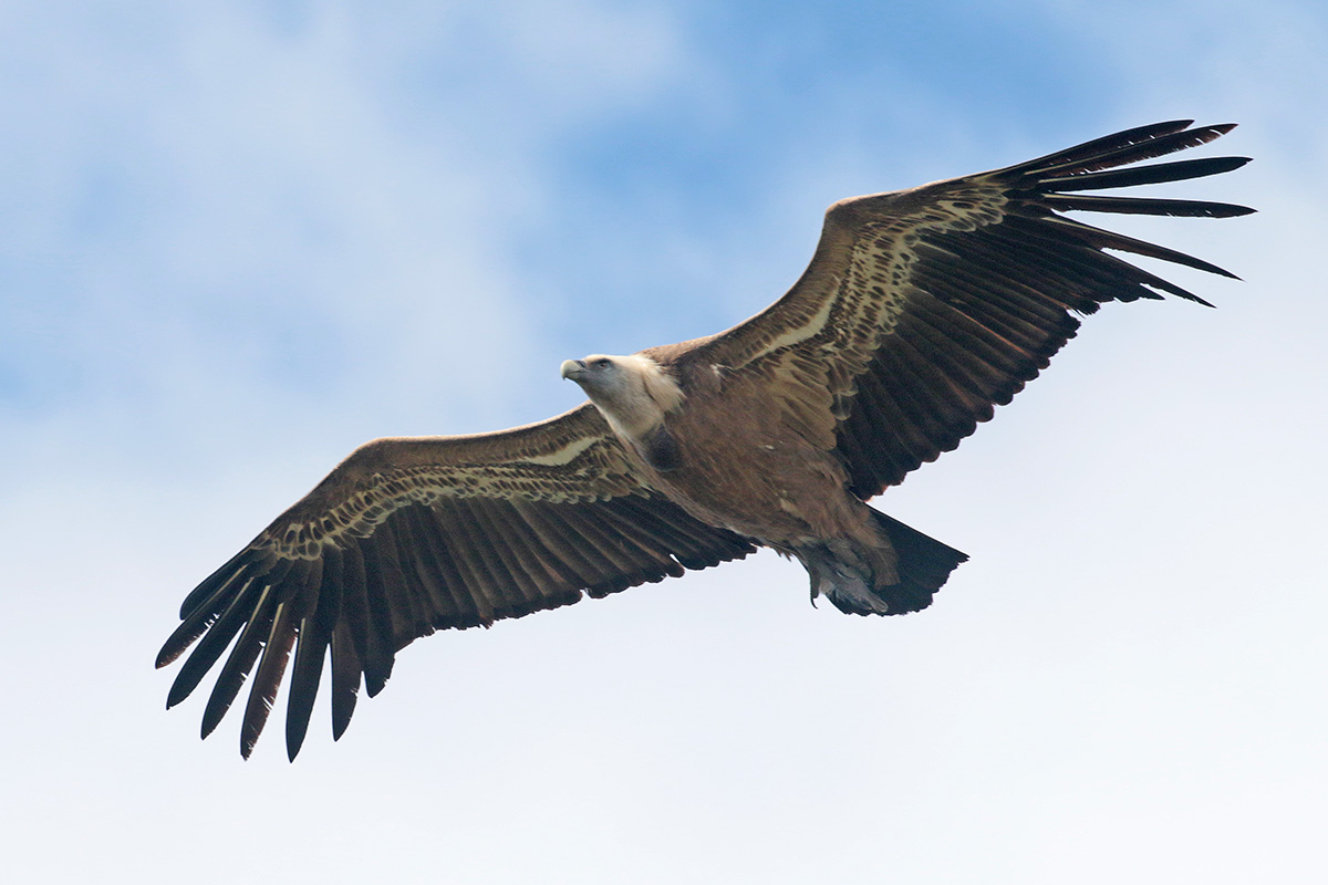 Vale gier - Extremadura